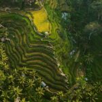 Best Ubud Highlights - Private Day Tour - Who Is This Tour Best For?