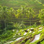 Best Ubud Tour Experience with Magical Kecak Dance - Practical Details and What to Expect