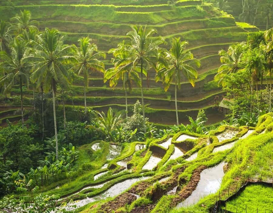 Best Ubud Tour Experience with Magical Kecak Dance - Practical Details and What to Expect