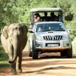 Best Yala Shared Leopard Safari: Tissamaharama Wildlife Tours - The Experience’s Strengths