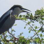 Beyond The Oudong Temple and Birdwatching in Phnom Penh - Who Is This Tour Best Suited For?