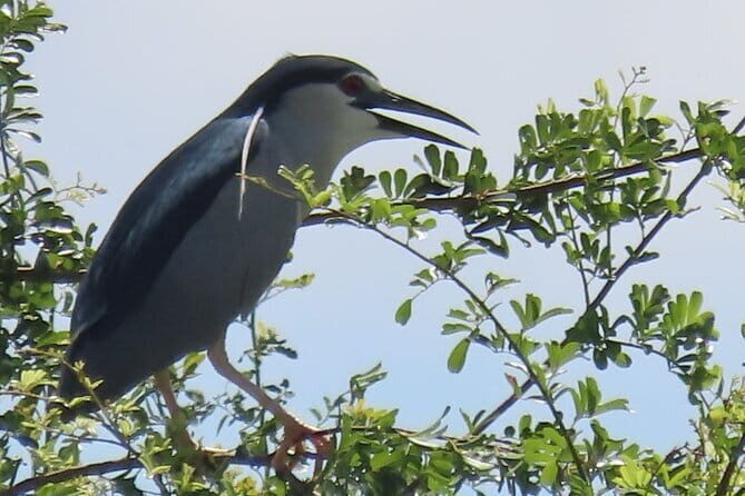 Beyond The Oudong Temple and Birdwatching in Phnom Penh - Who Is This Tour Best Suited For?