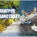 Bharatpur Bird Sanctuary Tour with Pickup and Drop - Exploring the Bharatpur Bird Sanctuary Experience