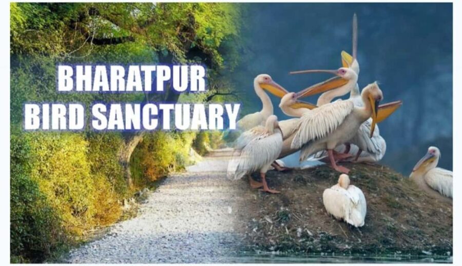 Bharatpur Bird Sanctuary Tour with Pickup and Drop - Exploring the Bharatpur Bird Sanctuary Experience