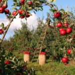 Big Almaty Lake and Legendary Almaty Apple Orchard - Introducing the Big Almaty Lake and Apple Orchard Tour
