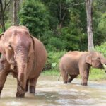 Big Boy Elephant Sanctuary and Bamboo Rafting Experience - Why This Tour Offers Good Value