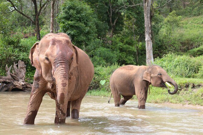 Big Boy Elephant Sanctuary and Bamboo Rafting Experience - Why This Tour Offers Good Value