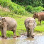 Big Boy Elephant Sanctuary Half Day Tour + Pad Thai Cooking Class - Who Will Love This Tour?