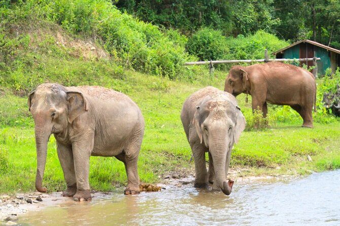 Big Boy Elephant Sanctuary Half Day Tour + Pad Thai Cooking Class - Who Will Love This Tour?