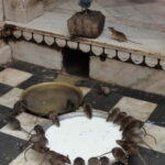 Bikaner: Karni Mata Temple Half-Day Guided Tour - Who Would Enjoy This Tour?