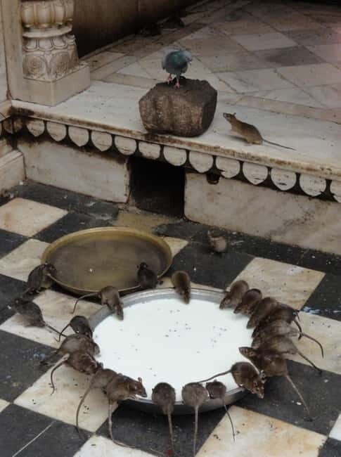 Bikaner: Karni Mata Temple Half-Day Guided Tour - Who Would Enjoy This Tour?
