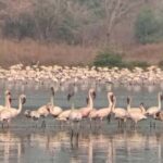Bird Walk at Navi Mumbai - Why This Experience Is Worth It