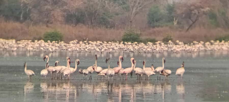 Bird Walk at Navi Mumbai - Why This Experience Is Worth It