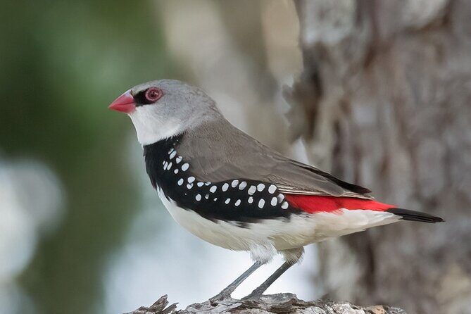 Bird watching and photography around Bathurst, Australia - Practicalities and Tips for Participants