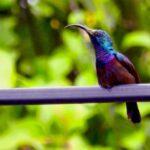 Bird watching in Colombo Wetlands- Guided Bird Walks - The Guides: Knowledgeable and Attentive
