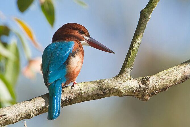 Bird Watching with Cannoning Tour in Chitwan National Park - Summary: The Value of the Bird Watching & Canoeing Tour