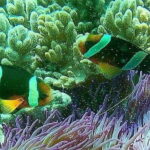 Blue Lagoon Snorkeling with Lunch and Private Transport - Who Will Love This Tour?