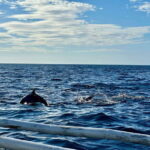 Bohol Balicasag Is Private Tour and Dolphin Watching - The Experience of Dolphin Watching and Island Hopping