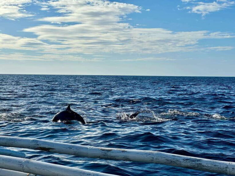 Bohol Balicasag Is Private Tour and Dolphin Watching - The Experience of Dolphin Watching and Island Hopping