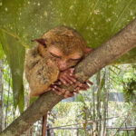 Bohol: Budgeted Countryside with Buffet Lunch Private Tour - Practical Details & What Travelers Should Know