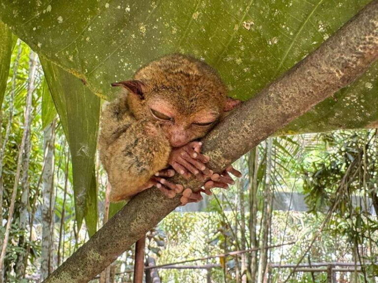 Bohol: Budgeted Countryside with Buffet Lunch Private Tour - Practical Details & What Travelers Should Know