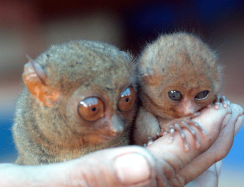 Bohol: Choco Tour & Tarsiers with Lunch - Final Thoughts: Is This Tour Right for You?