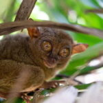 Bohol: Chocolate hills Private Eco-Tours - Why This Tour Offers Excellent Value