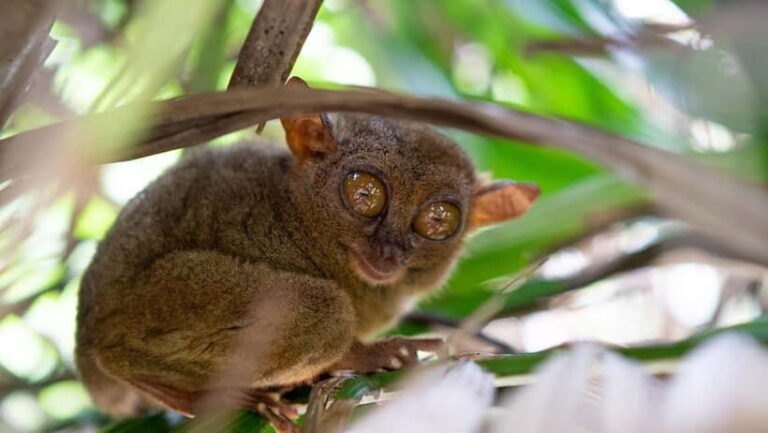 Bohol: Chocolate hills Private Eco-Tours - Why This Tour Offers Excellent Value