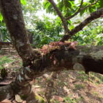 Bohol Chocolate Making and Farm Tour - What Could Be Better?