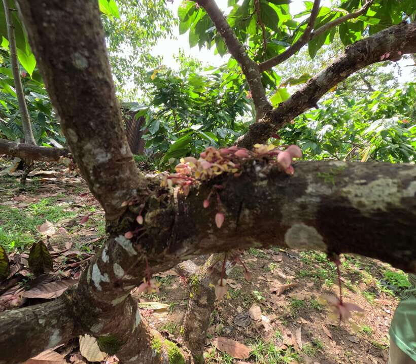 Bohol Chocolate Making and Farm Tour - What Could Be Better?