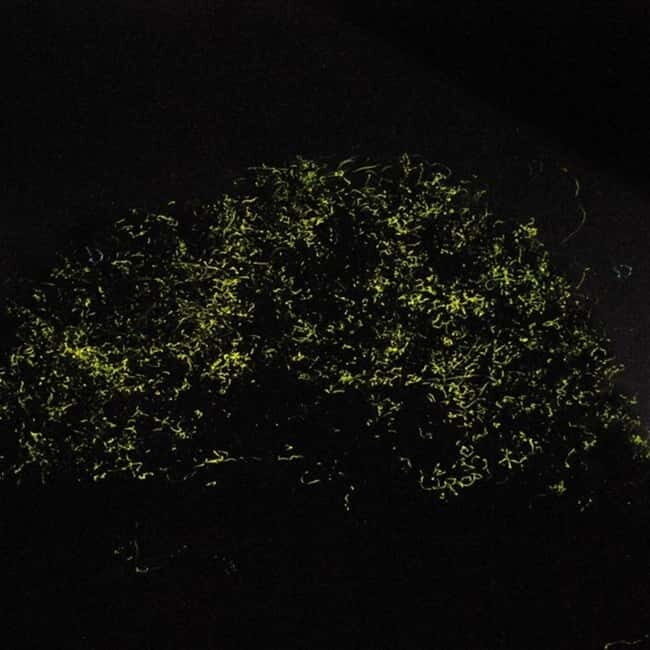 Bohol: Firefly Watching Shared Tour - What You Should Bring and Keep in Mind