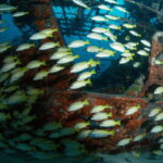 Bohol: Pamilacan Island Fun Dive Experience! - Practical Tips for Travelers