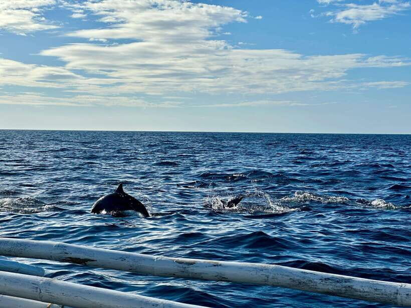 Bohol PAMILACAN Island Turtle & Dolphin Watching - The Itinerary in Detail