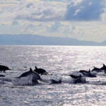 Bohol: Swim with Sea Turtles & Dolphins Island Hopping Tour - A Deep Dive into the Bohol Marine Adventure