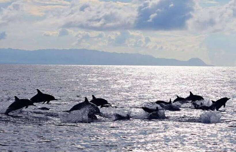 Bohol: Swim with Sea Turtles & Dolphins Island Hopping Tour - The Small-Group Advantage