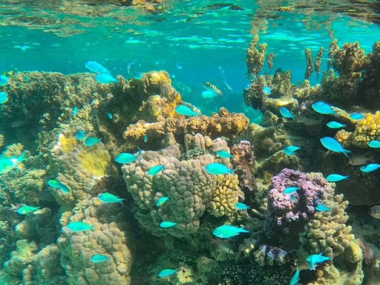 Bora Bora: 1/2 day lagoon safari - Shared tour - Analyzing the Experience: A Detailed Breakdown