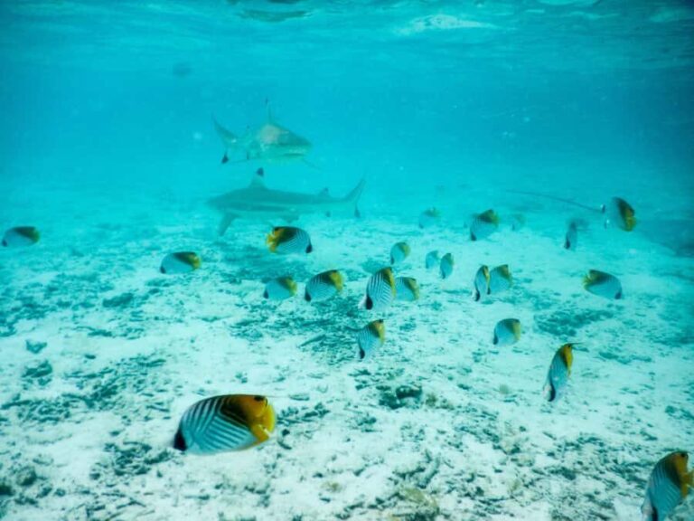 Bora Bora: Half-Day Lagoon Snorkelling Tour - Price and Value Considerations