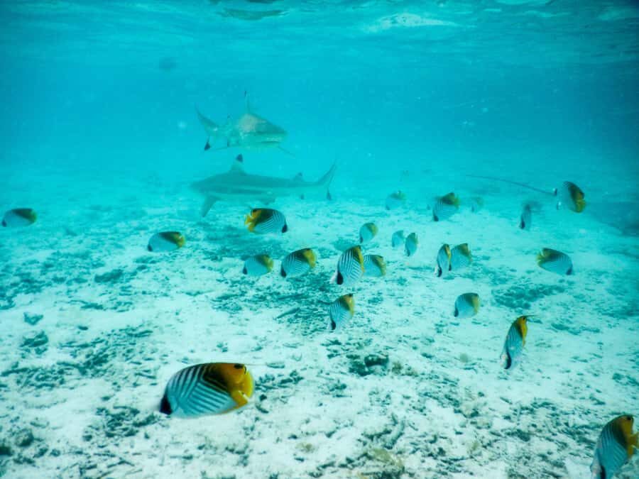 Bora Bora: Half-Day Lagoon Snorkelling Tour - Price and Value Considerations