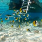 Bora Bora: Private 1/2 day lagoon safari tour - Practical Details & Tips for Travelers