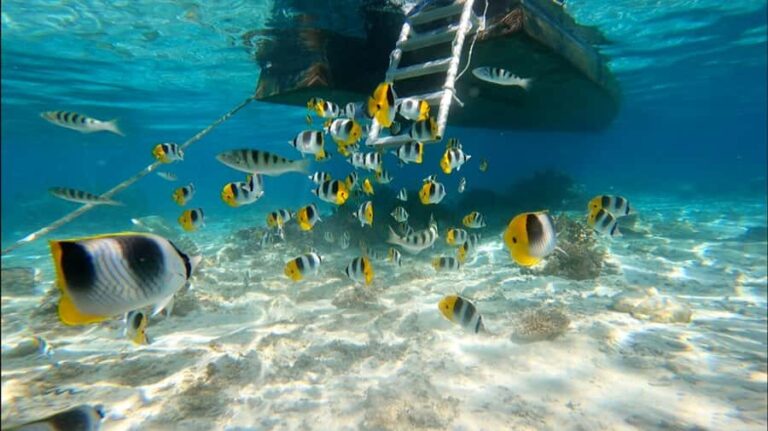 Bora Bora: Private 1/2 day lagoon safari tour - Practical Details & Tips for Travelers