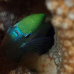 Bora Bora: Small Group Snorkeling Boat Tour with Pickup - Discovering Bora Bora’s Underwater Treasures