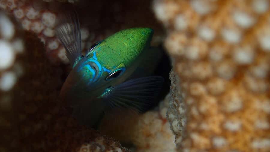 Bora Bora: Small Group Snorkeling Boat Tour with Pickup - Discovering Bora Bora’s Underwater Treasures