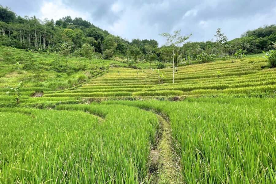 Borobudur: Nepal Van Java & Selogriyo Rice Terraces Private - Authentic Experiences for Curious Travelers