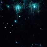 Brisbane: Glow Worms, Sunset, Telescope Stargazing & Dinner - Pricing & Value