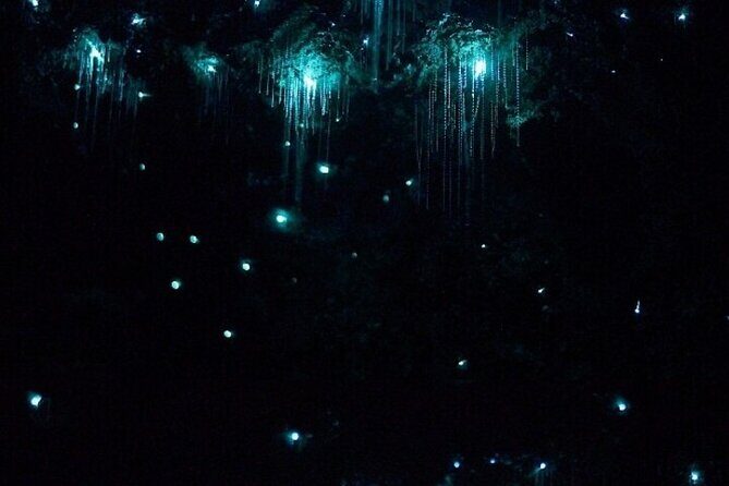 Brisbane: Glow Worms, Sunset, Telescope Stargazing & Dinner - Pricing & Value