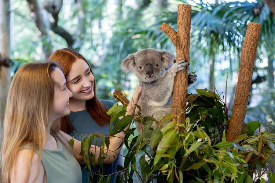 Brisbane: Lone Pine Koala Sanctuary Day Pass - An In-Depth Look at the Lone Pine Koala Sanctuary Experience