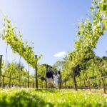 Brisbane: Luxury Winery Tour with Gourmet Lunch & Distillery - Lunch at a Winery: A Highlight