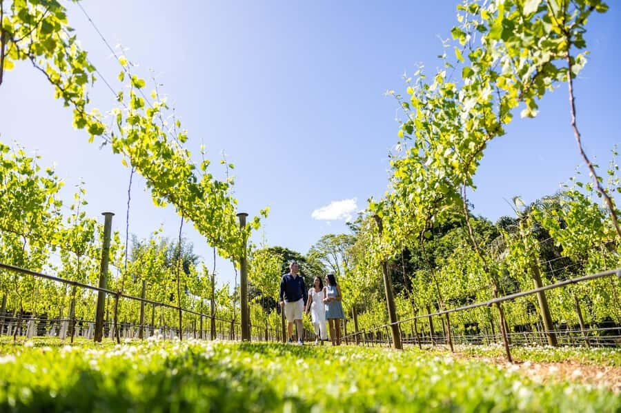 Brisbane: Luxury Winery Tour with Gourmet Lunch & Distillery - Lunch at a Winery: A Highlight