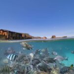 Brisbane: Moreton Island all inclusive Snorkeling Tour - The Itinerary in Detail