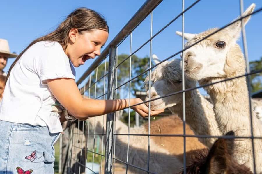 Brisbane: Trevena Glen Farm 1hr Animal Experience - What to Expect at Trevena Glen Farm